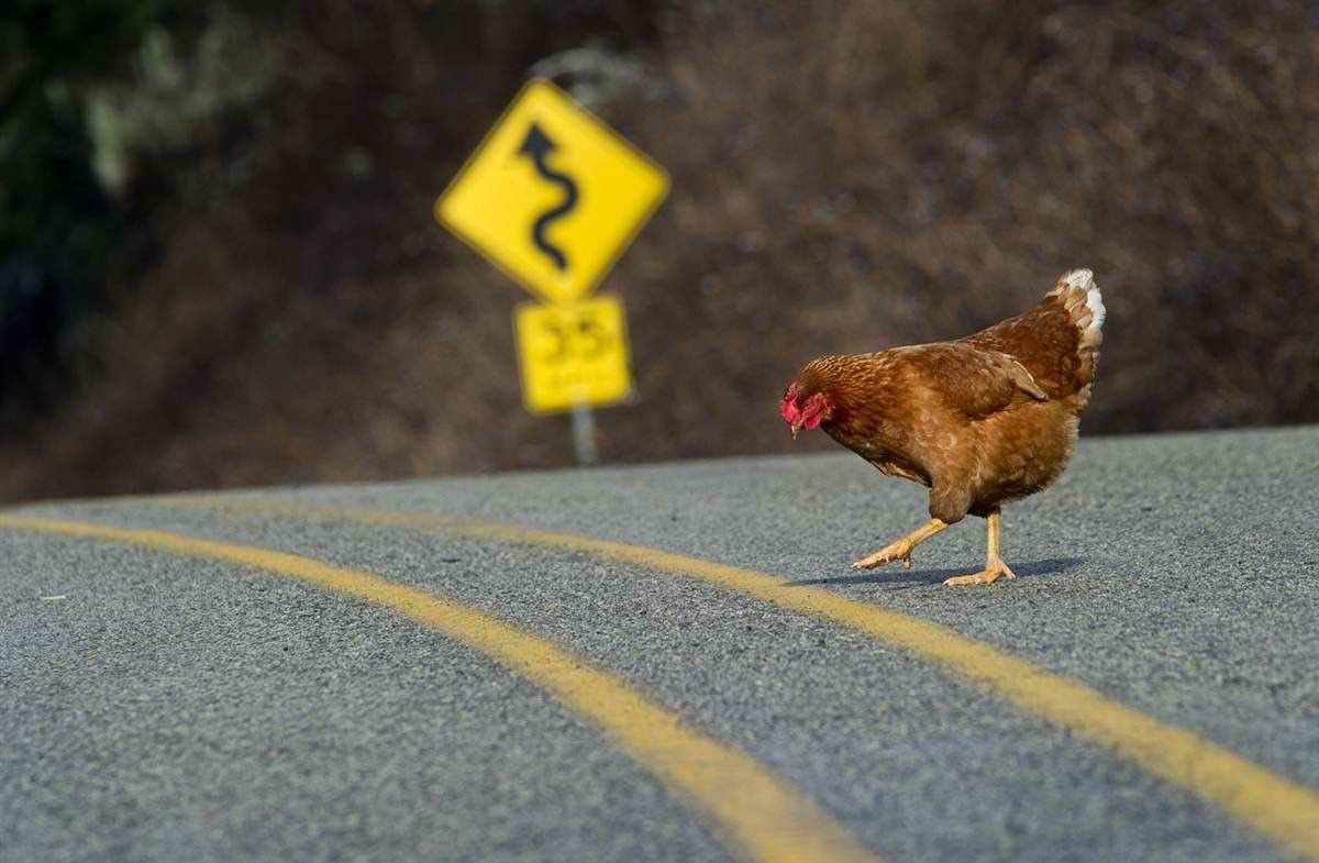 κότα στη μέση του δρόμου 