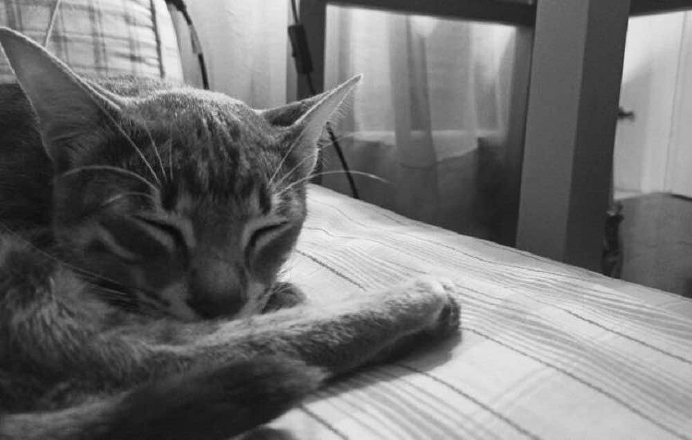 Φωτογραφία του γάτου Άμλετ μα κοιμάται