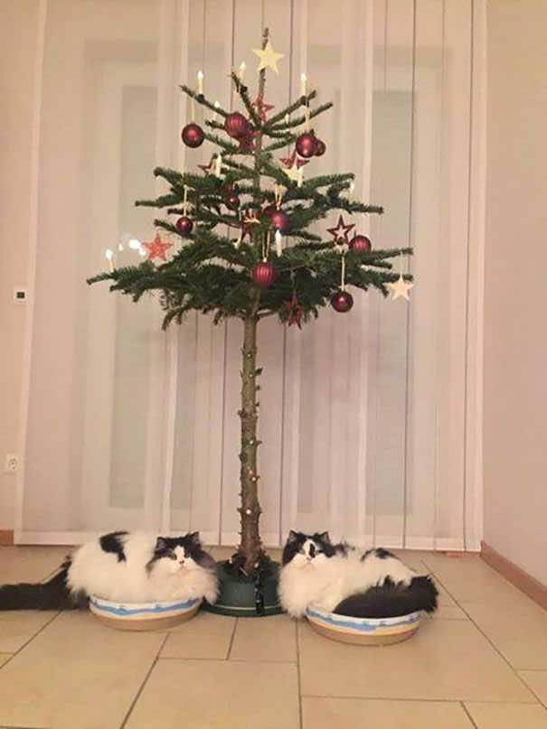 Δύο γάτες κάτω από ένα χριστουγεννιάτικο δέντρο χωρίς τα κάτω κλαδιά