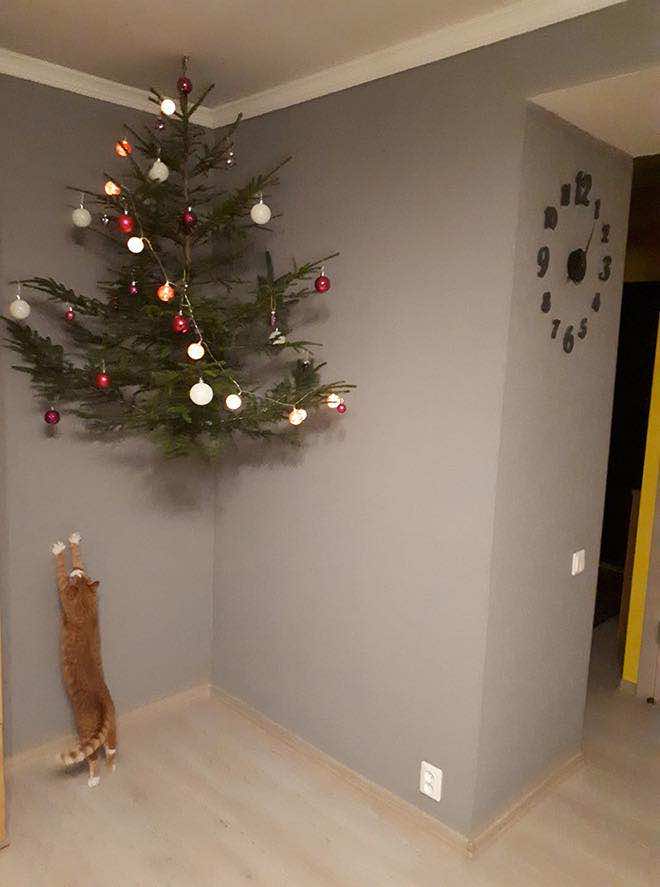 Γάτα προσπαθεί να φτάσει ένα δέντρο που κρέμεται από το ταβάνι