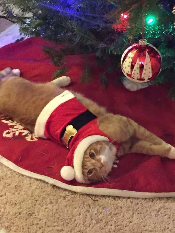 Γάτα ντυμένη με χριστουγεννιάτικο κορμάκι ποζάρει κάτω από δέντρο