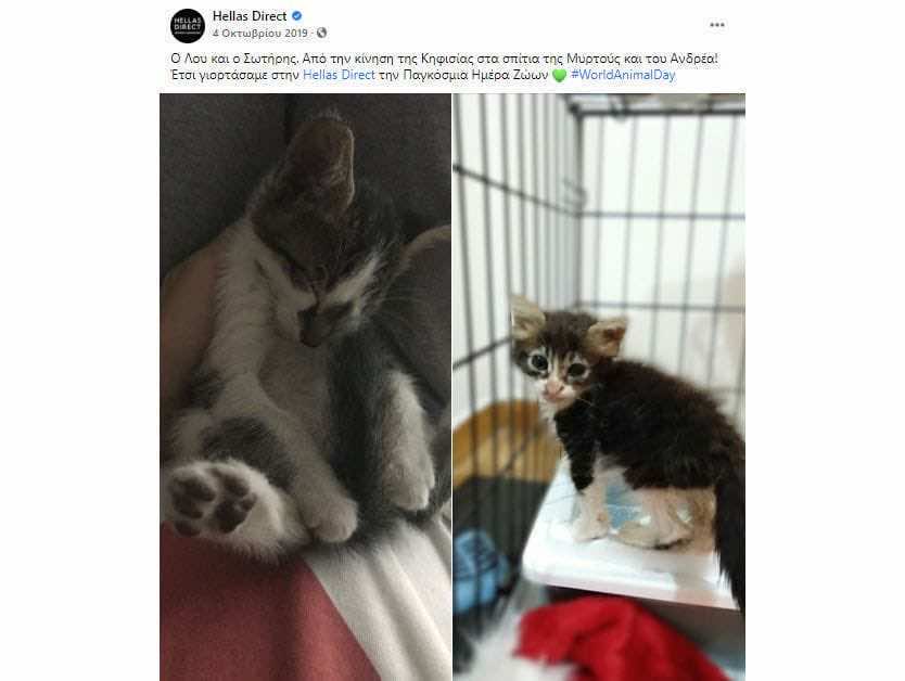 Post στο Facebook με δύο μικρά γατάκια 