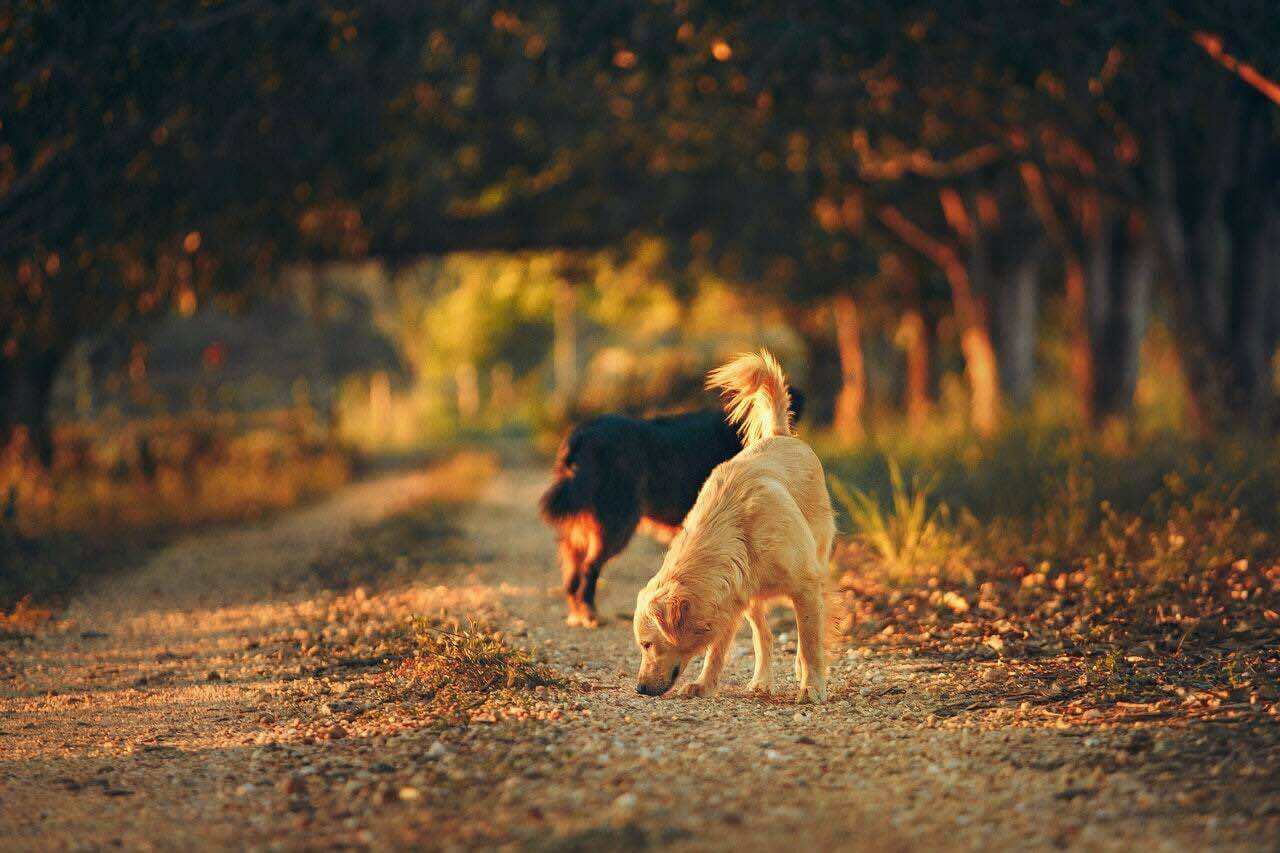 Δύο σκυλιά είναι σε βόλτα στην εξοχή και κάτι μυρίζουν 