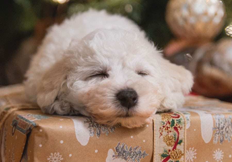 Σκύλος που κοιμάται πάνω σε χριστουγεννιάτικο δώρο