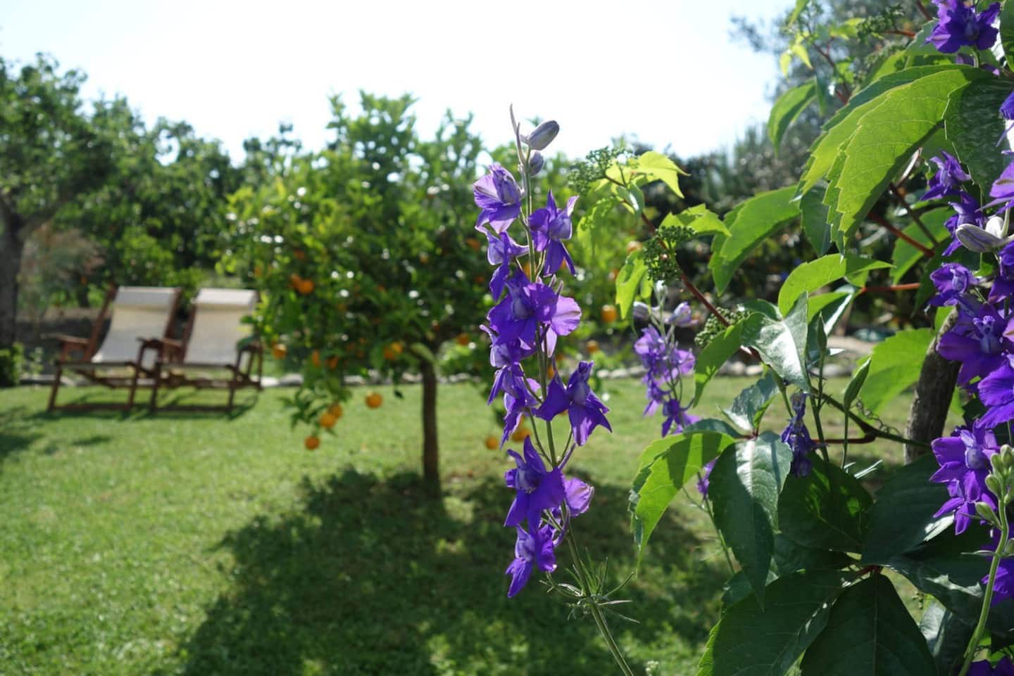 καταπράσινος κήπος με μοβ λιλά λουλούδια μπροστά μπροστά