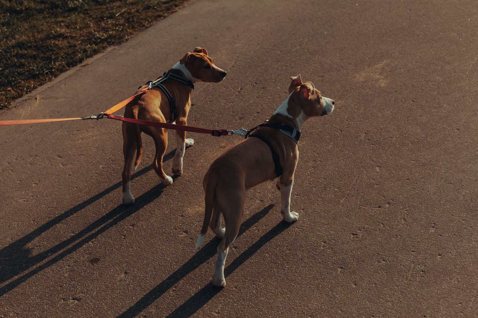 δύο σκυλιά με λουράκι δίπλα δίπλα στον δρόμο