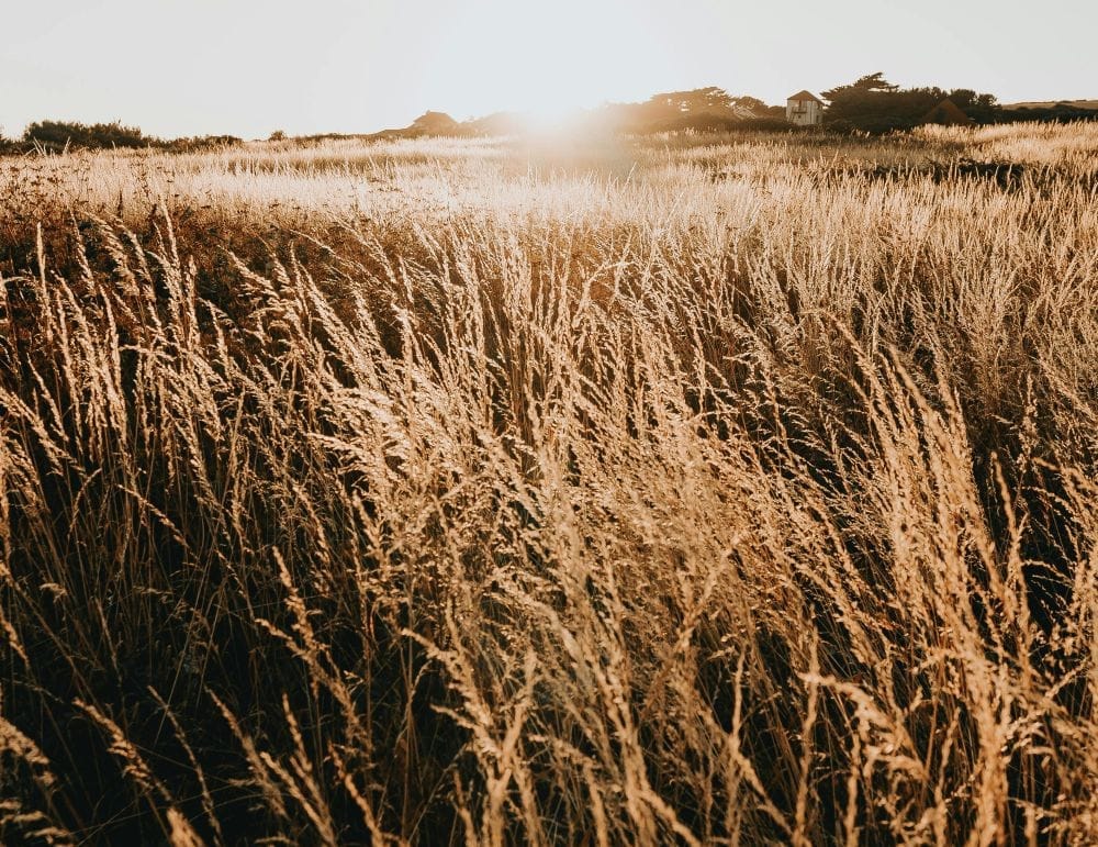 ξερά χόρτα χωράφι, καθαρισμός οικοπέδων 2026, δήλωση για ακαθάριστα οικόπεδα