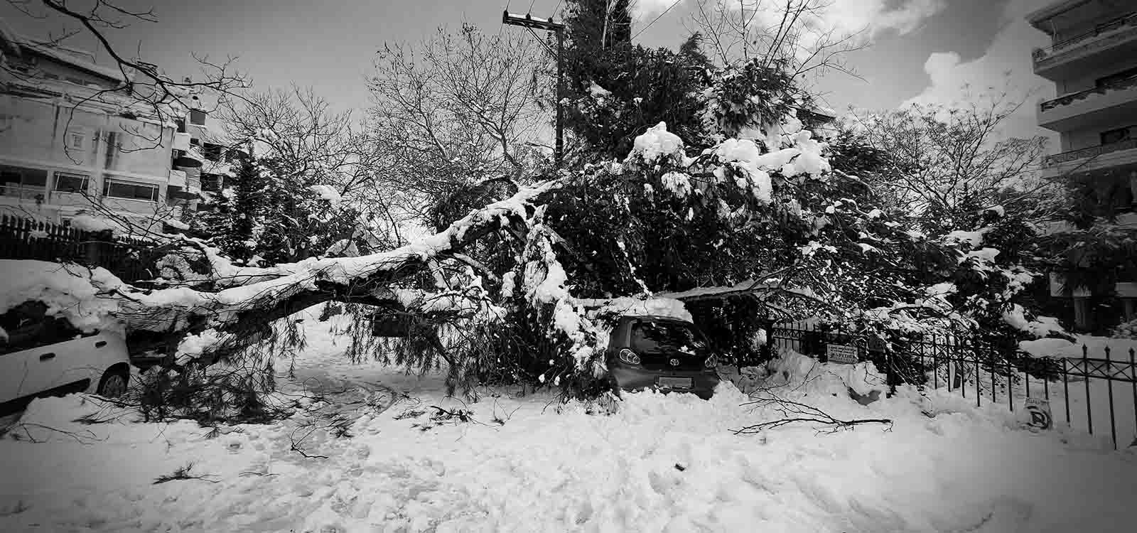 ασπρόμαυρη εικόνα, δέντρο πεσμένο πάνω σε αυτοκίνητο κάτω από χιόνια