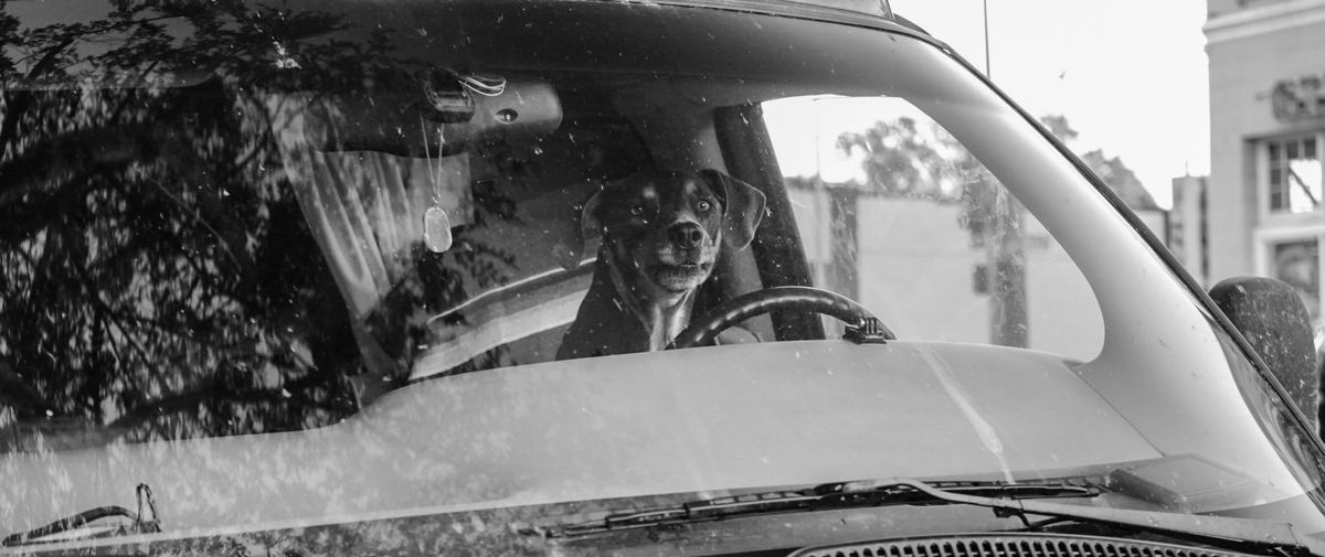 Ασπρόμαυρη εικόνα, αυτοκίνητο από μπροστά, μέσα από το παρμπρίζ φαίνεται σκύλος πίσω από το τιμόνι
